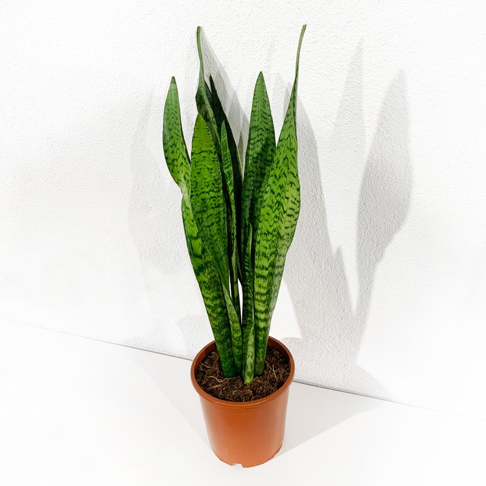 sansevieria laurentii