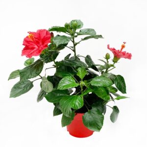 Hibisco - Hibiscus rosa-sinensis (vaso 19cm)