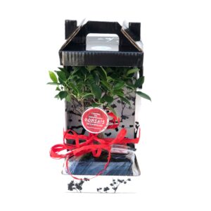 Bonsai Ficus 5 Anos - Ficus retusa