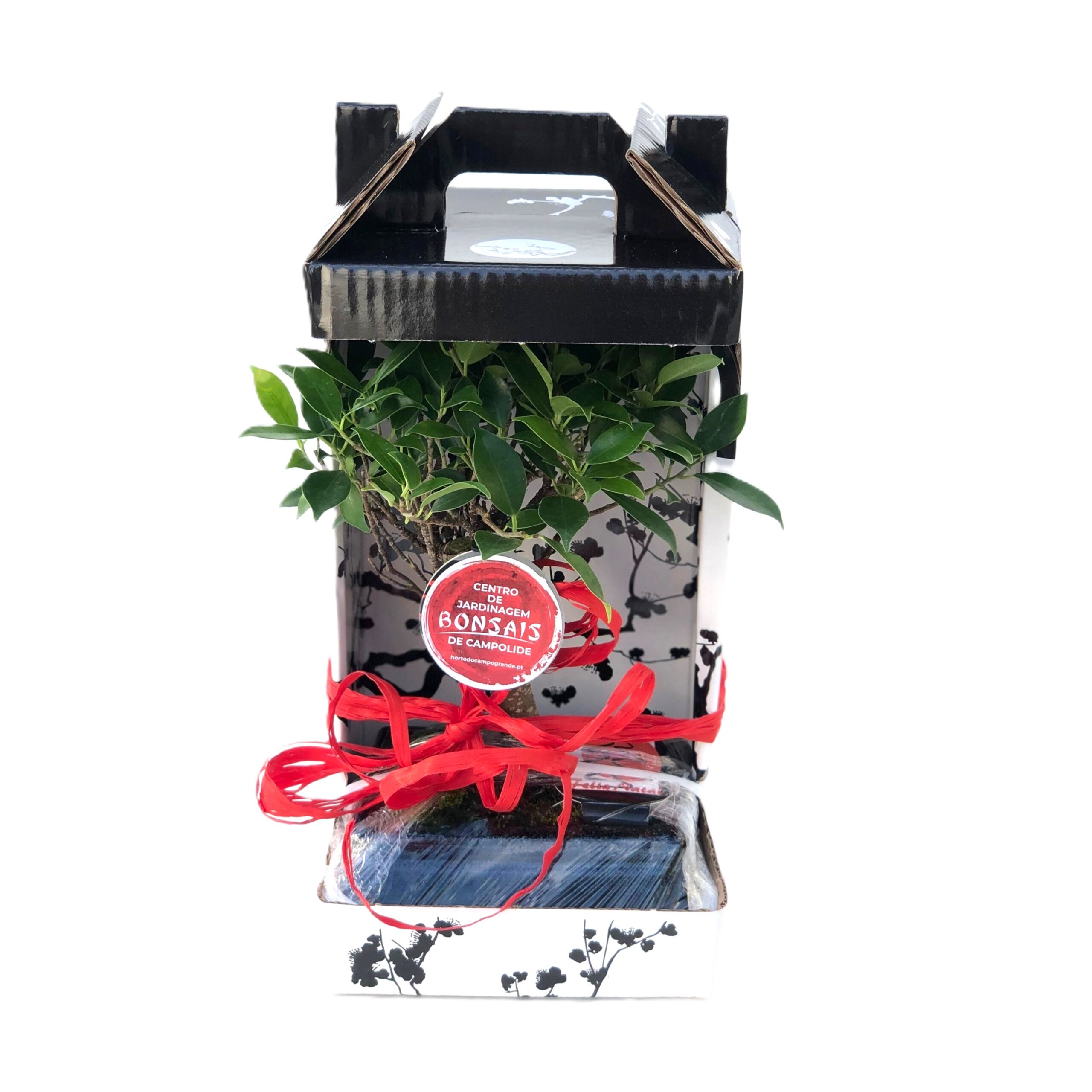 Bonsai Ficus 5 Anos – Ficus retusa