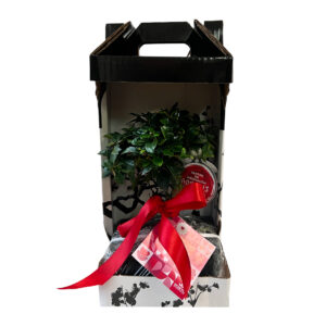 Bonsai Carmona - 5 years old