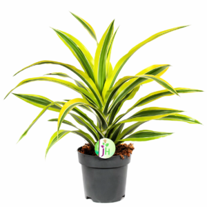 Dracaena Lima Limão - Dracaena fragans 'Lemon Lime' (vaso 17cm)