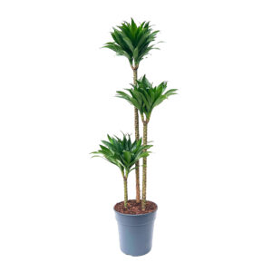 Dracaena Compacta - 3 stems 90 - 60 - 30 cm