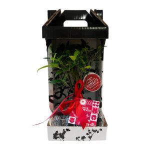 Bonsai Ficus - 5 Years Old