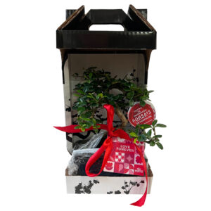 Bonsai Carmona 6 anos - Ehretia buxifolia