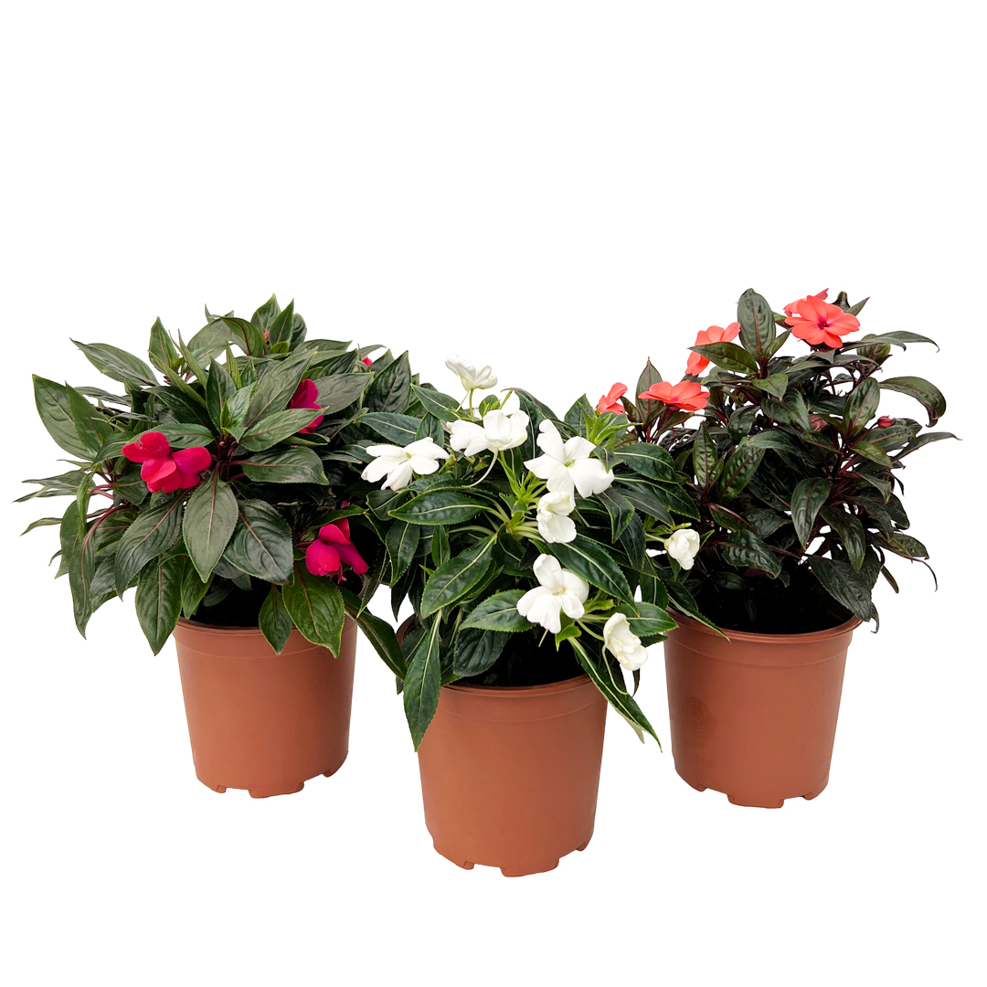 Maria sem Vergonha – Impatiens New Guinea (1und, vaso 17cm)