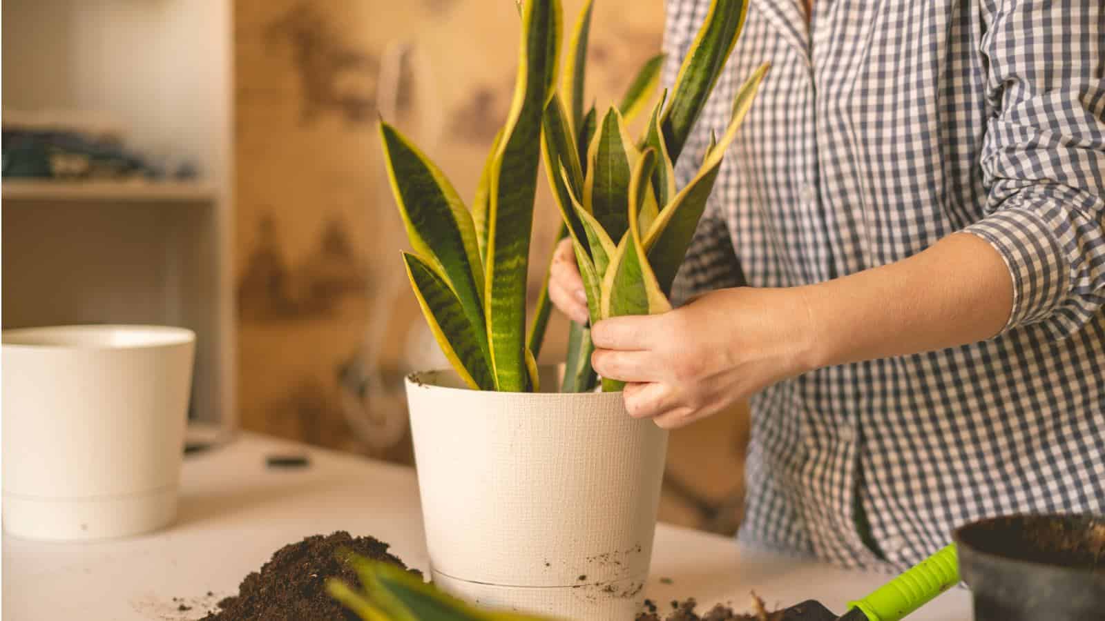 Plantas de interior de fácil manutenção – Os cuidados que deve conhecer