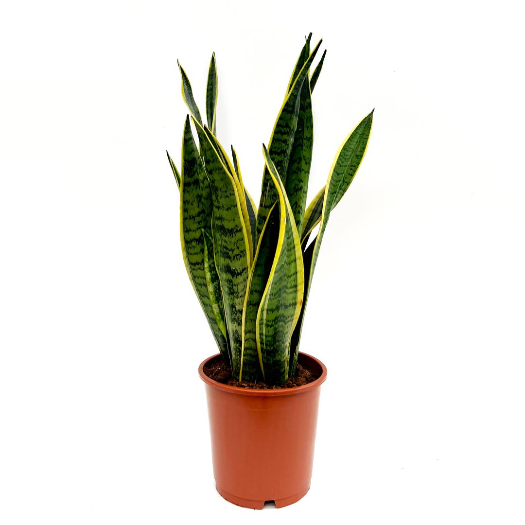 Snake Plant Bárbara – Sansevieria trifasciata ‘Laurentii’ (14 cm pot)