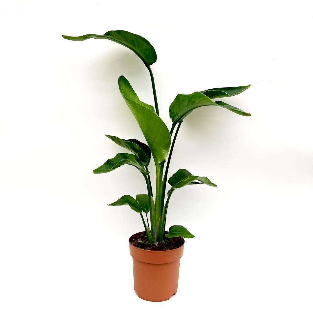 Strelitzia Nicolai – Vaso 17 – 0,65m