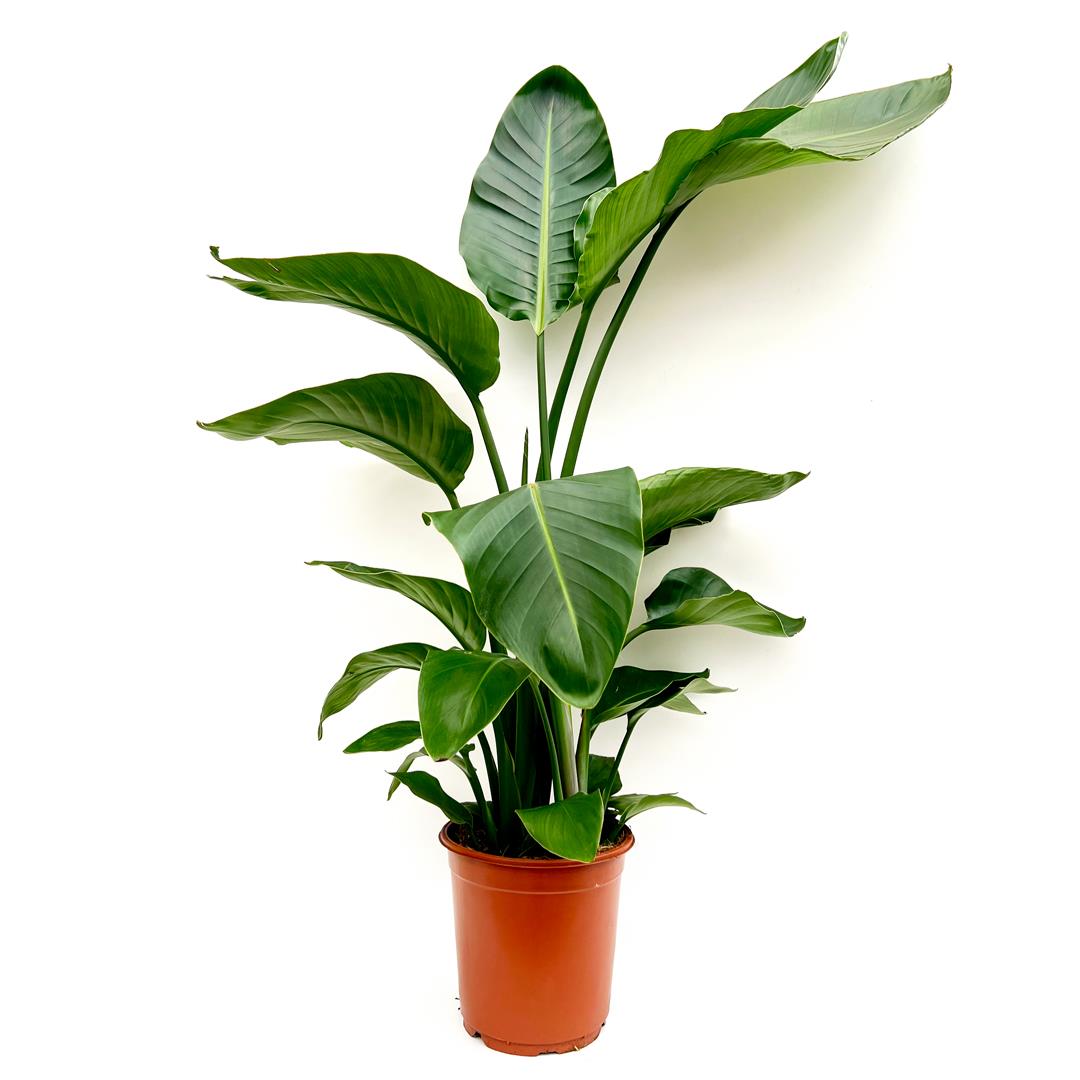 Strelitzia Nicolai – Vaso 21 – 1m