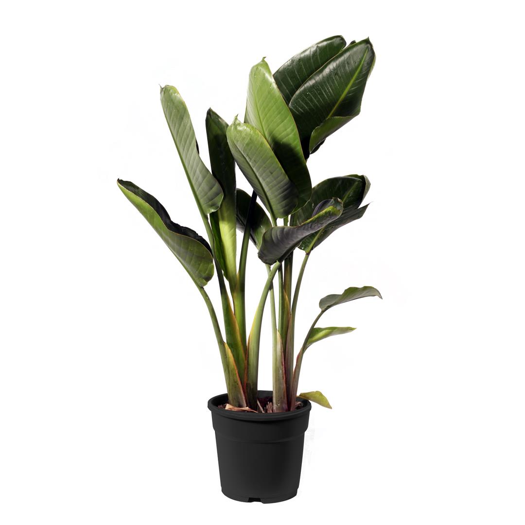 Strelitzia Nicolai – Vaso 27  – 1,40m