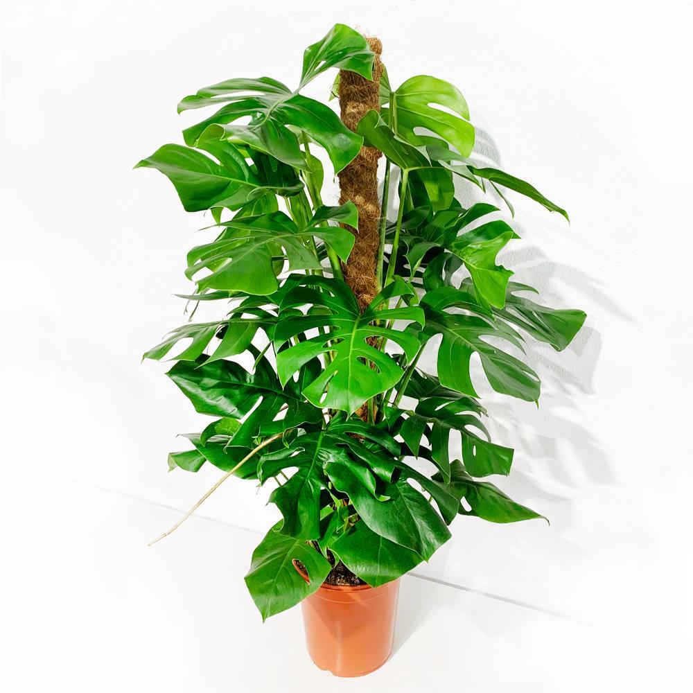 Monstera Pertusum – Vaso 24