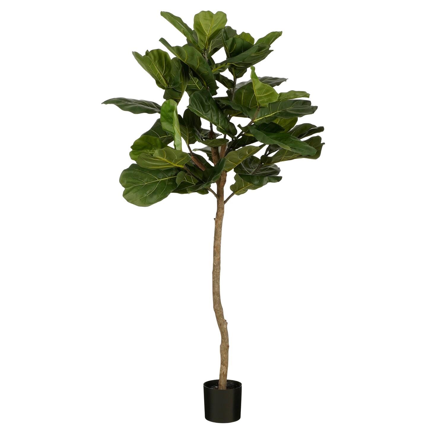 Ficus Lyrata Copa 1,65m