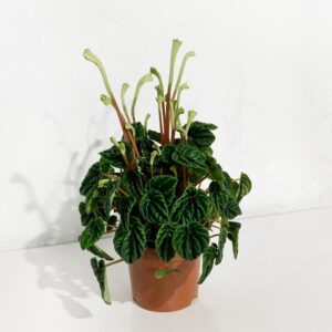 Peperomia - Peperomia caperata (vaso 17cm)