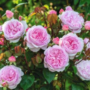 Roseira David Austin 'Olivia Rose Austin' (vaso 22cm)