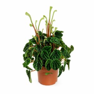 Peperomia - Peperomia caperata (vaso 17cm)