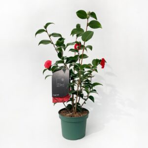 Japanese Camellia - Roger Hall 3L