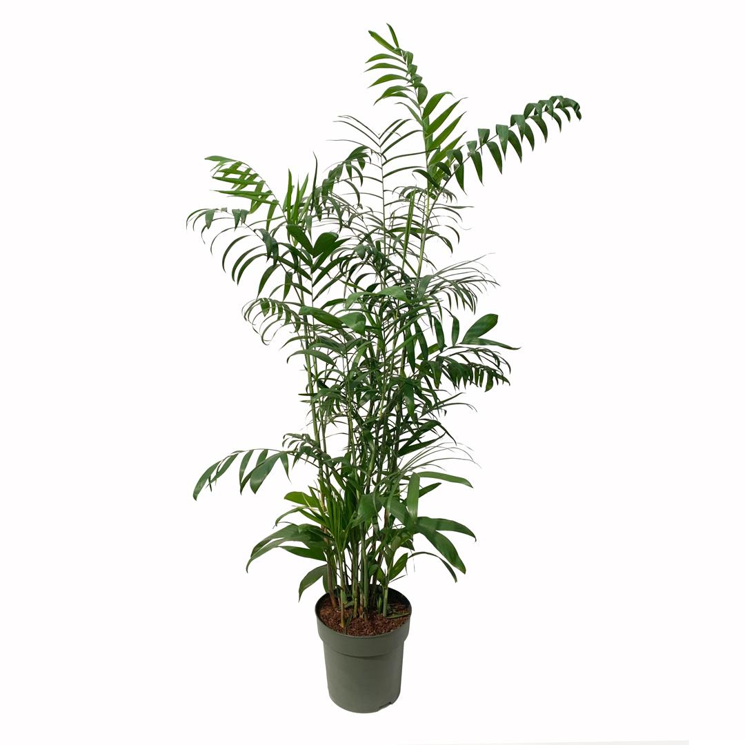 Palmeira Chamaedórea – Chamaedorea Seifrizii (vaso 24cm)