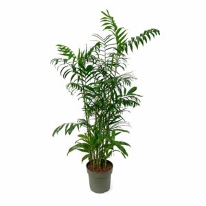 Chamaedorea Palm - Chamaedorea Seifrizii (24 cm pot)