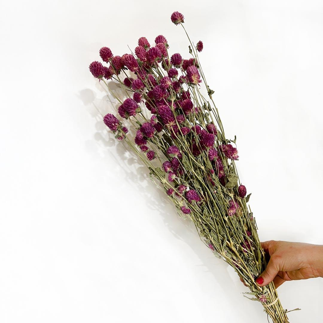 Gomphrena Lavanda 8 pés – Flores Secas