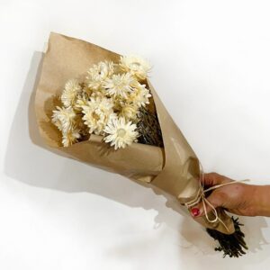 Helichrysum Branco 29 pés - Flores Secas