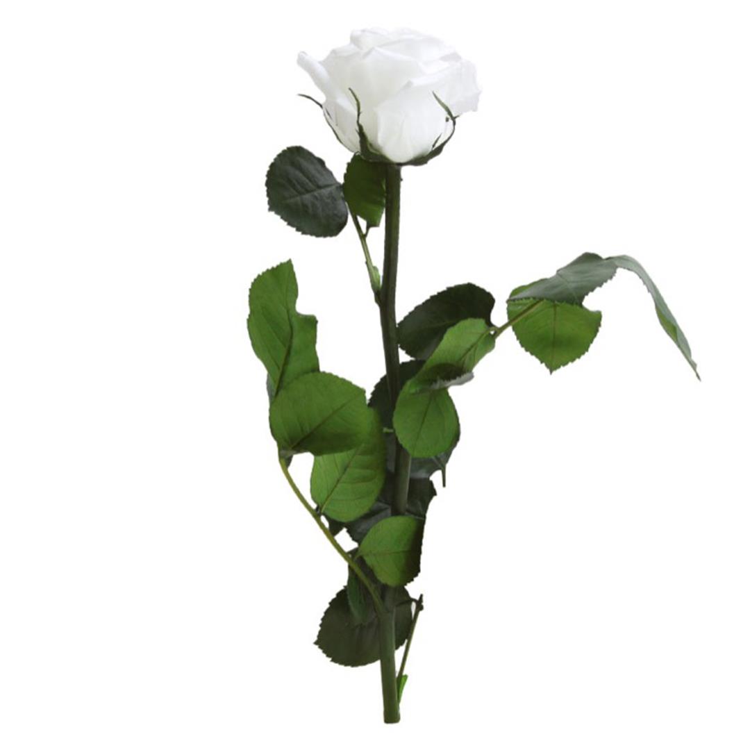 Rosa Preservada Pequena