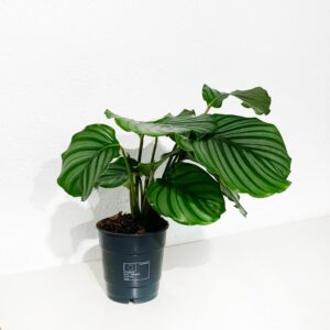 Calathea Orbifolia - Vaso 14