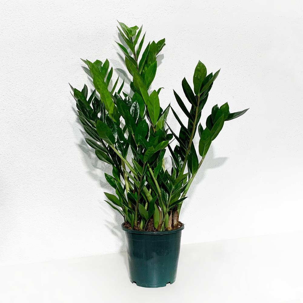 Zamioculcas Zamiifolia – Vaso 21