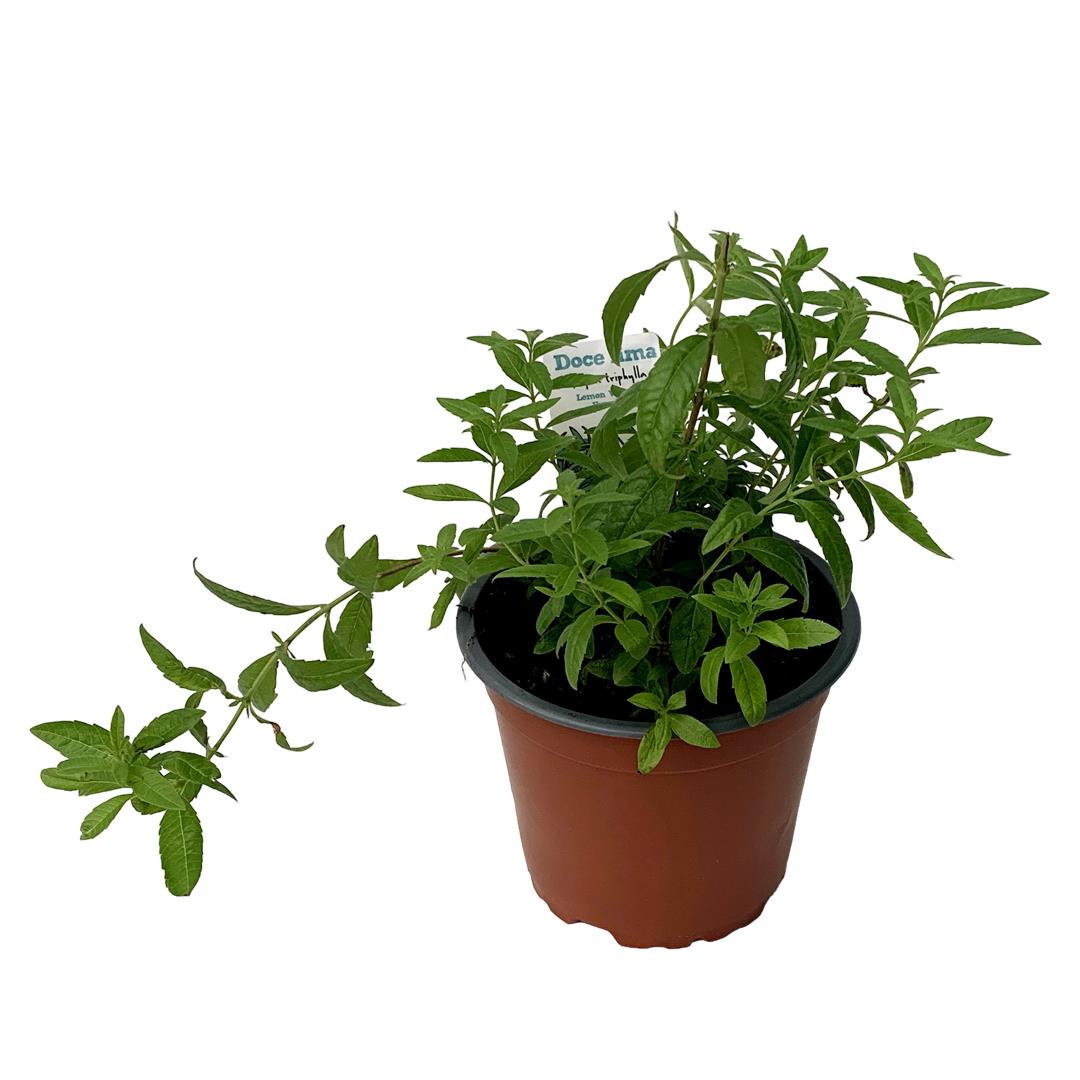 Lúcia Lima – Aloysia citrodora (vaso 12cm)