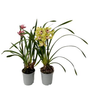 Orquidea cymbidium