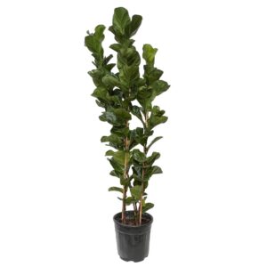 Ficus Lyrata bambino