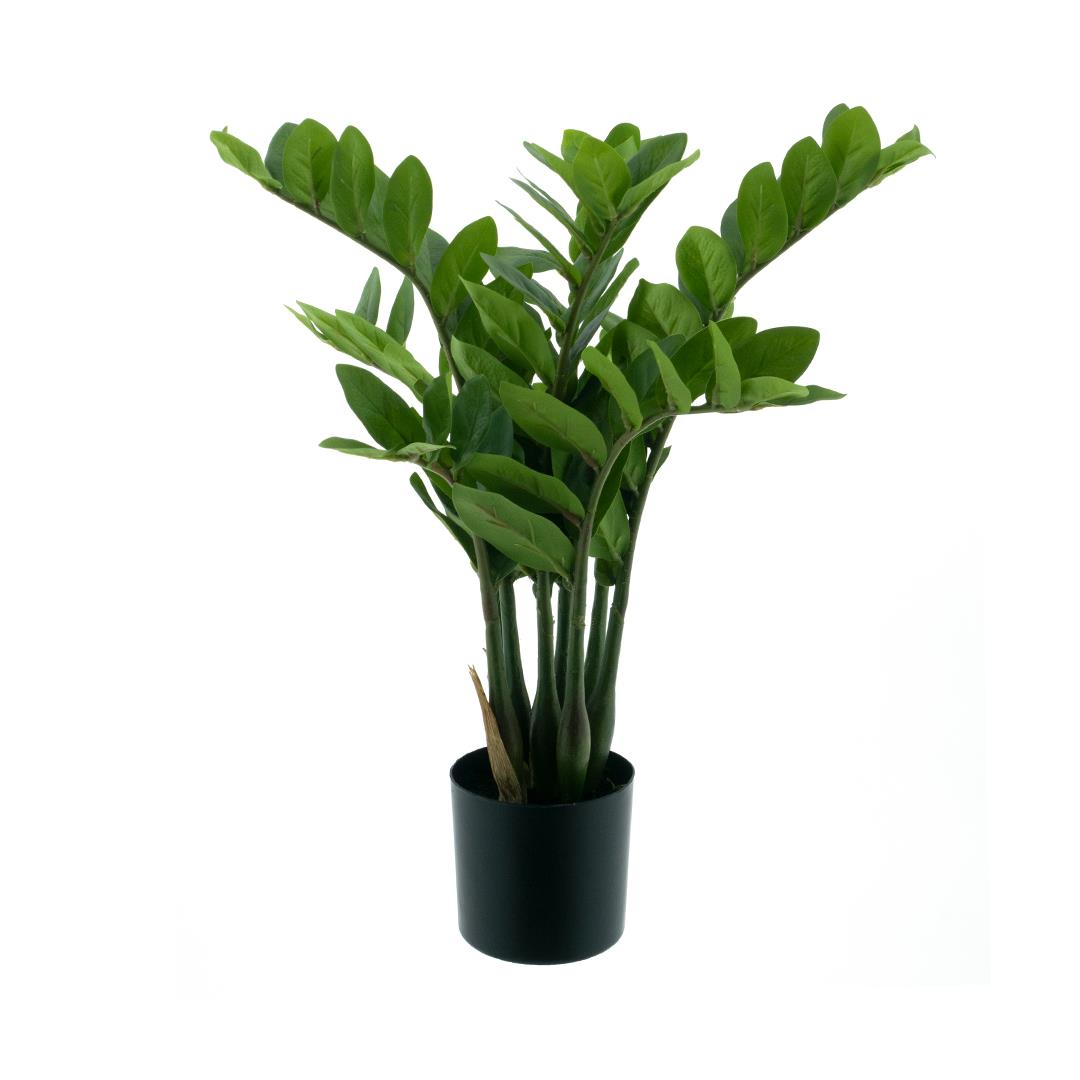 Zamioculca 60cm