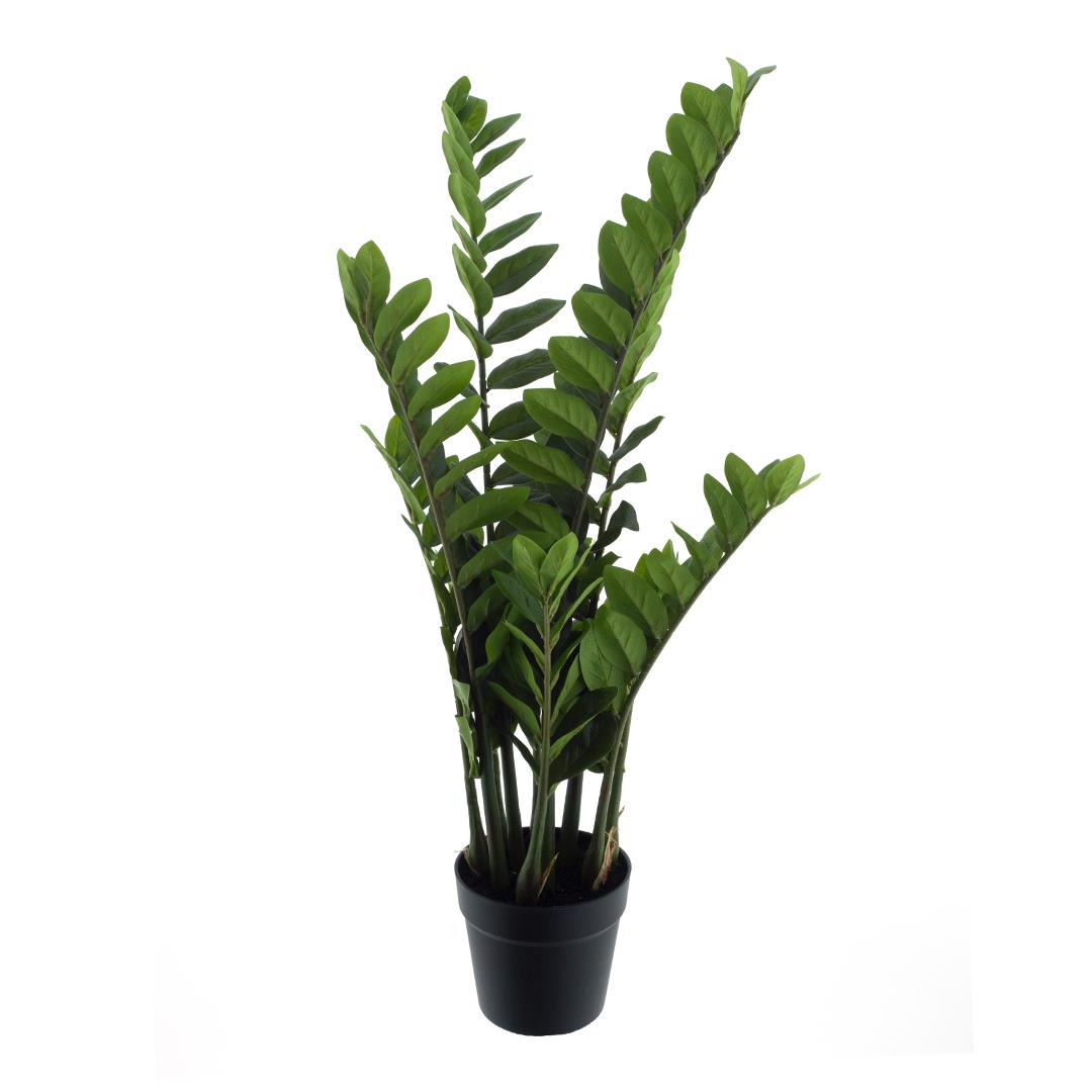 Zamioculca – 90 cm