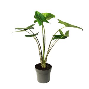 Alocasia Zebrina