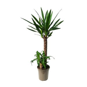 Yucca 2 pés - 0,20/0,60cm