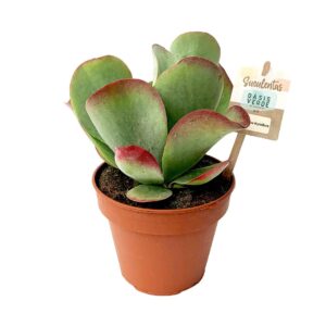 Kalanchoe Thyrsiflora