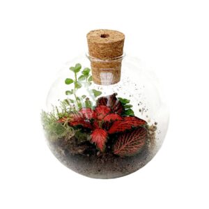 Terrarium - Tampa de cortiça