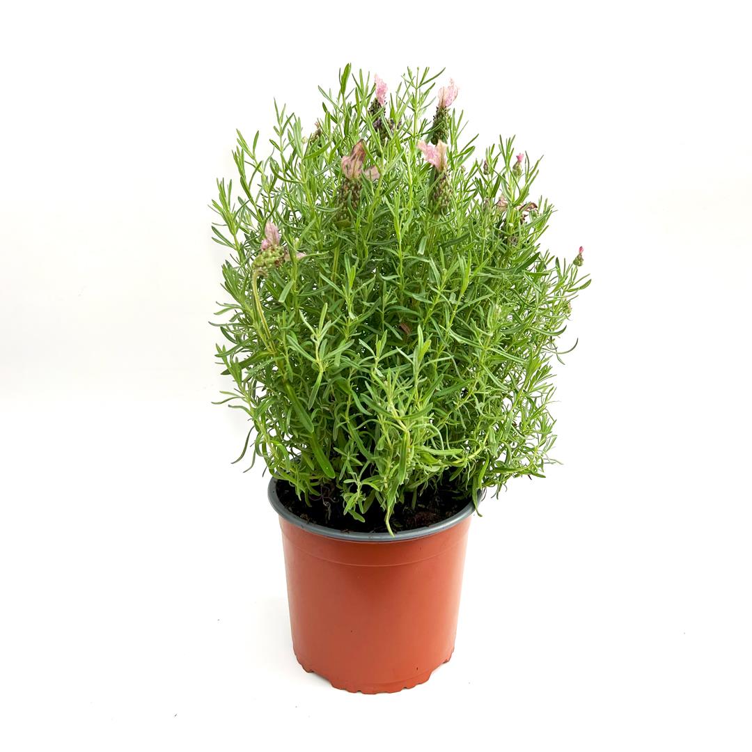 Alfazema – Lavandula stoechas (vaso 19cm)