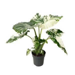 Alocasia Gagaena variegata