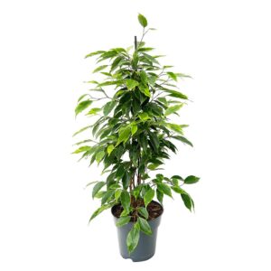 Ficus benjamina
