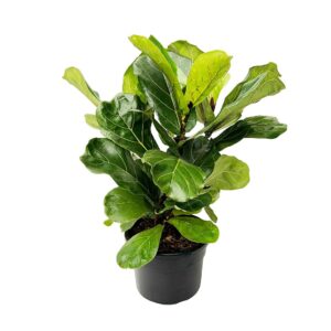 Ficus Lyrata