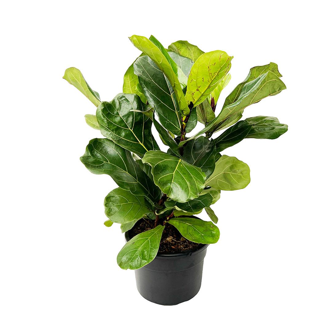 Ficus Lyrata