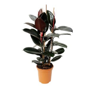 Ficus Robusta Adbijan - 2 stems