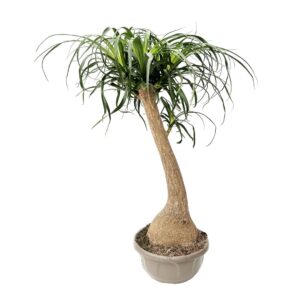 Beaucarnea