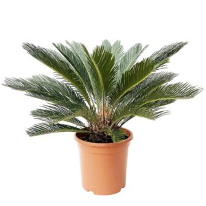 Cyca Revoluta