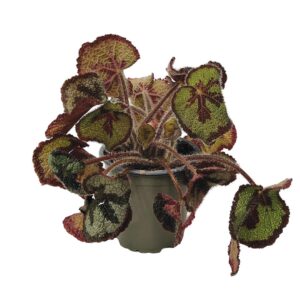 Begónia Foliage
