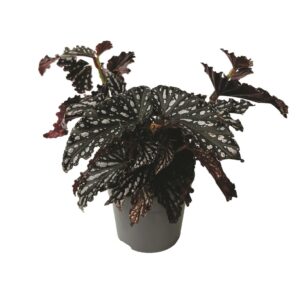 Begónia Foliage