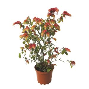 Beloperone Guattata