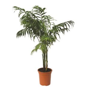 Chamaedorea Elegans