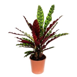 Calathea Lancifolia V.14
